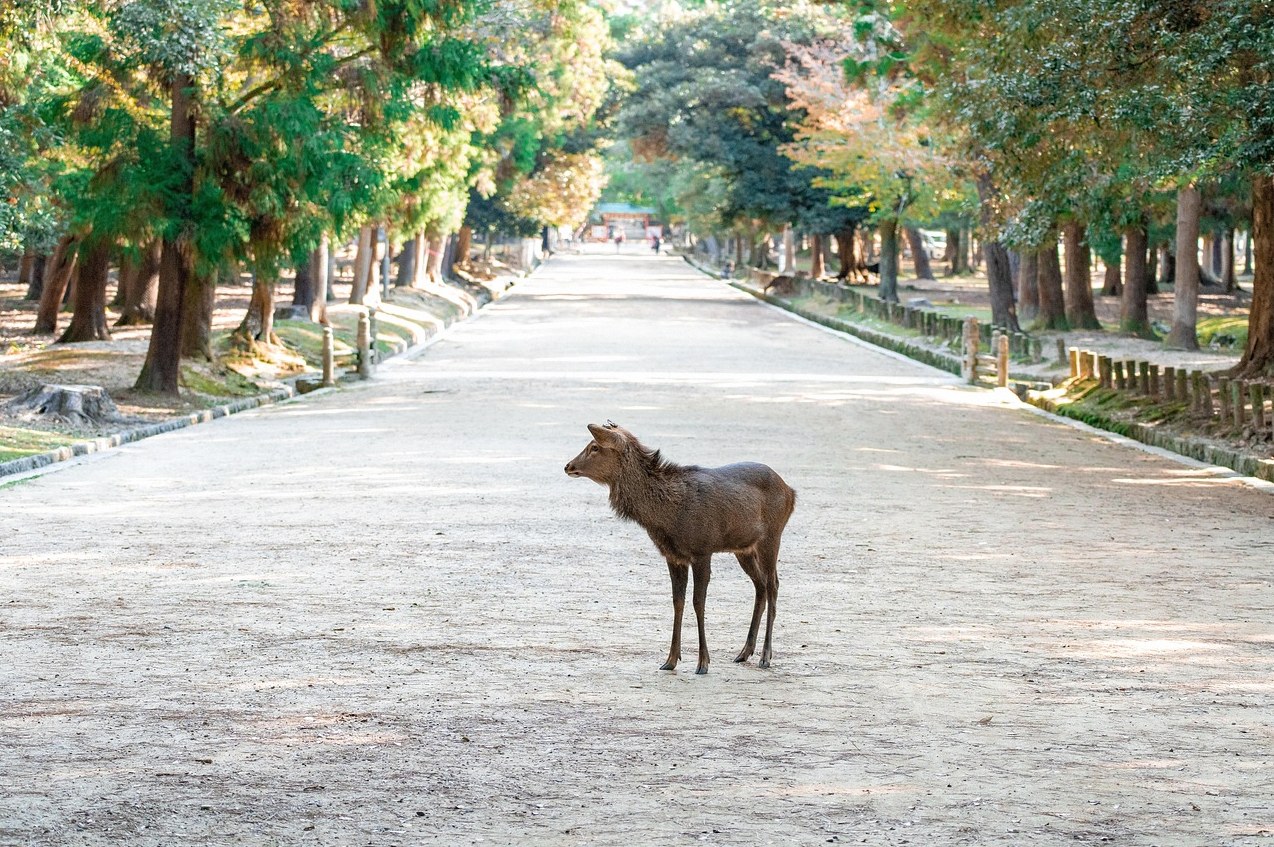 일본 나라시 날씨 1