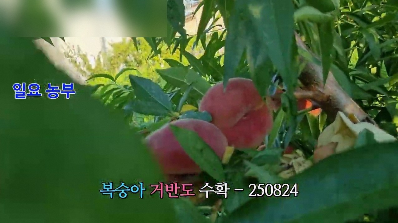 홍콩 납작복숭아 철 4