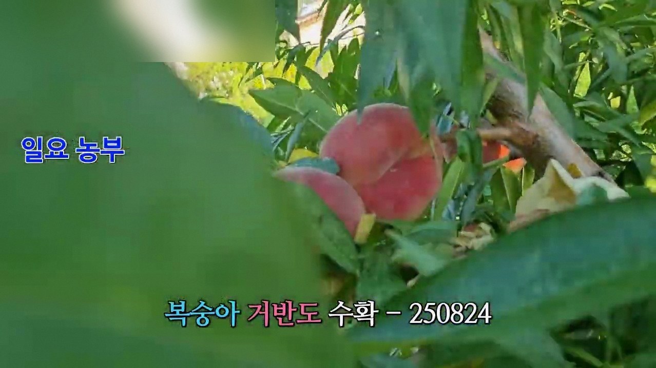 홍콩 납작복숭아 철 2