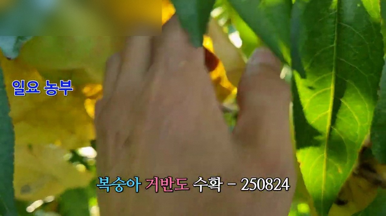 홍콩 납작복숭아 철 5