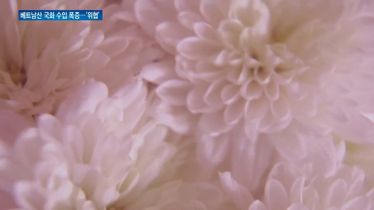 베트남 국화 연꽃